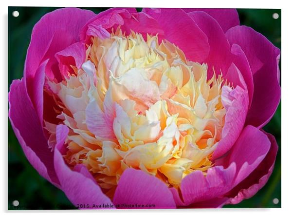 PEONY                                     Acrylic by Helen Cullens