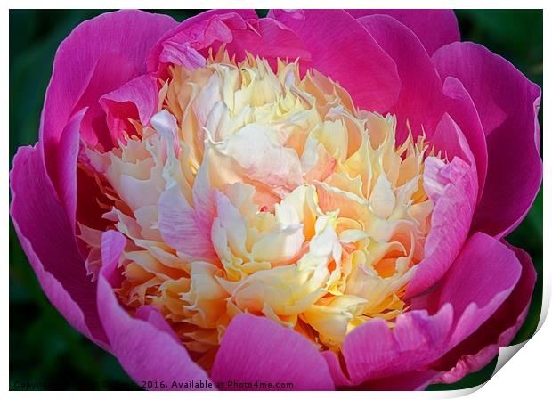 PEONY                                     Print by Helen Cullens