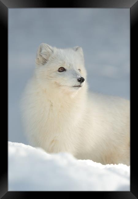Arctic Fox in Winter Framed Print by Natures' Canvas: Wall Art  & Prints by Andy Astbury