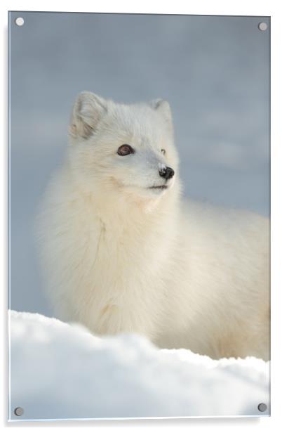Arctic Fox in Winter Acrylic by Natures' Canvas: Wall Art  & Prints by Andy Astbury