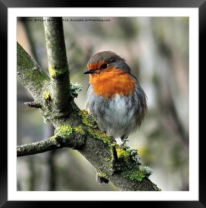 Robin on a branch with lichen Framed Mounted Print by Rosie Spooner