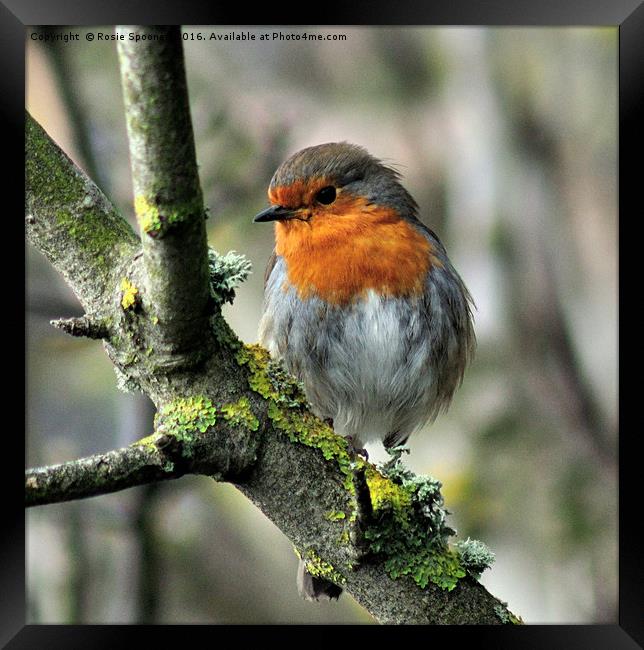 Robin on a branch with lichen Framed Print by Rosie Spooner