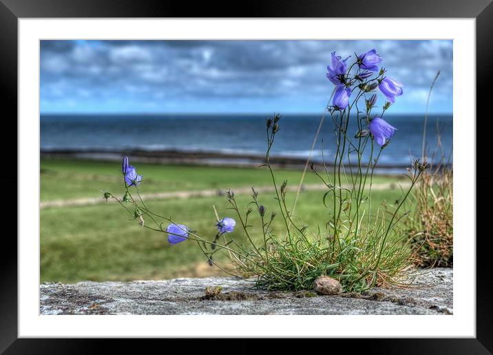 Enchanting Harebells of Lindisfarne Framed Mounted Print by Colin Metcalf