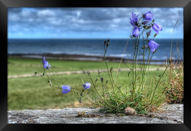 Enchanting Harebells of Lindisfarne Framed Print by Colin Metcalf