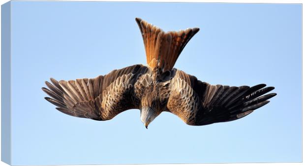 Red Kite Diving Canvas Print by Grant Glendinning