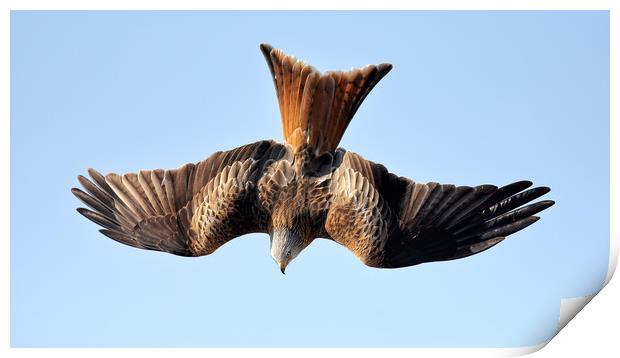 Red Kite Diving Print by Grant Glendinning