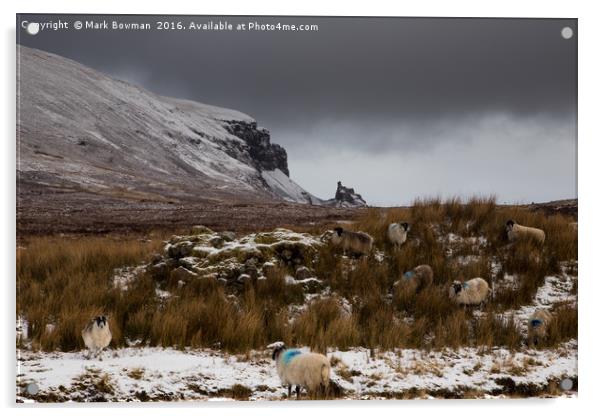 Scottish Blackface sheep, Quiraing.  Acrylic by Mark Bowman