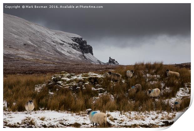 Scottish Blackface sheep, Quiraing.  Print by Mark Bowman