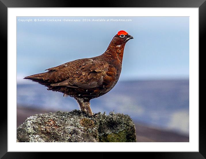Red Grouse Framed Mounted Print by Sandi-Cockayne ADPS
