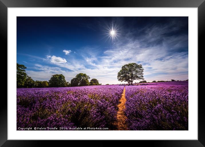 Summer Lavender Framed Mounted Print by Kelvin Trundle