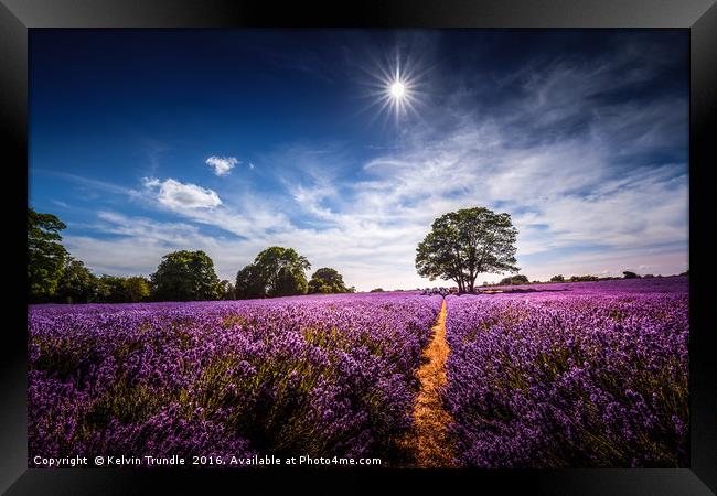 Summer Lavender Framed Print by Kelvin Trundle