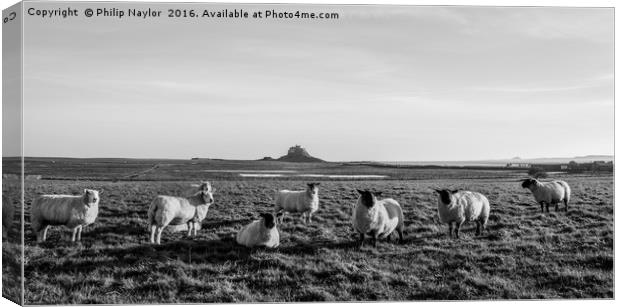 Black (and White) Sheep of the family Canvas Print by Naylor's Photography