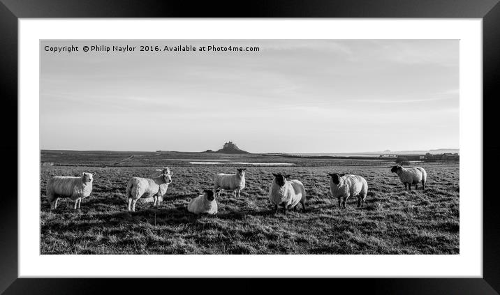 Black (and White) Sheep of the family Framed Mounted Print by Naylor's Photography