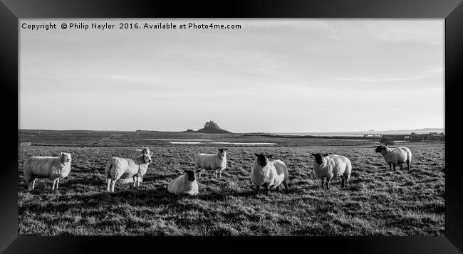 Black (and White) Sheep of the family Framed Print by Naylor's Photography