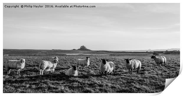 Black (and White) Sheep of the family Print by Naylor's Photography
