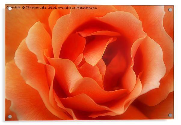 Rose Petals Acrylic by Christine Lake