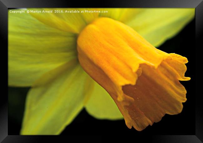 Daffodil - Narcissus Portrait Framed Print by Martyn Arnold