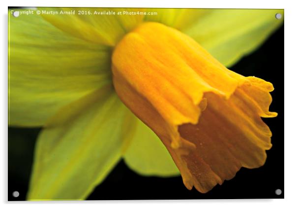 Daffodil - Narcissus Portrait Acrylic by Martyn Arnold