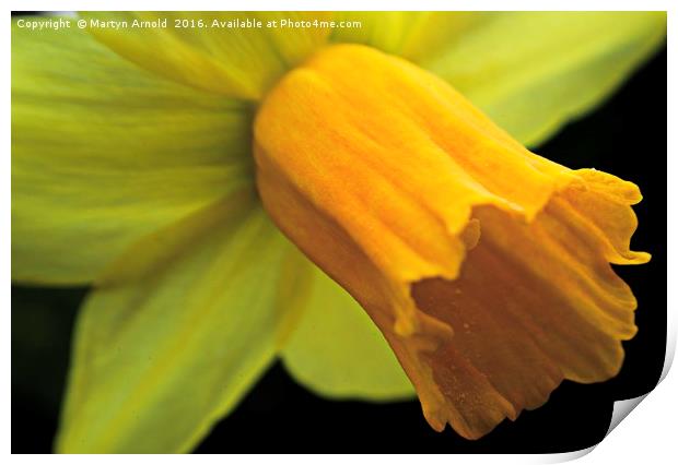 Daffodil - Narcissus Portrait Print by Martyn Arnold