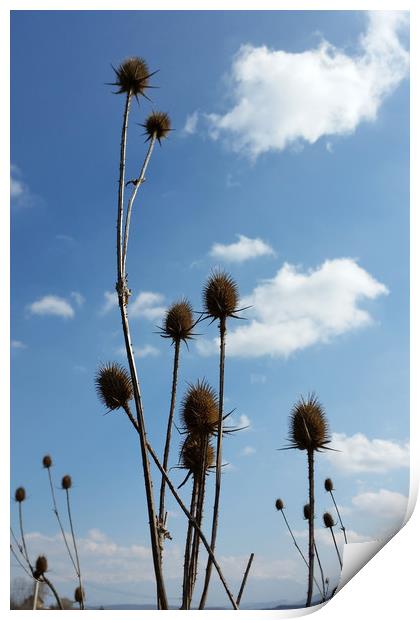 thistles, village and blue sky Print by Marinela Feier