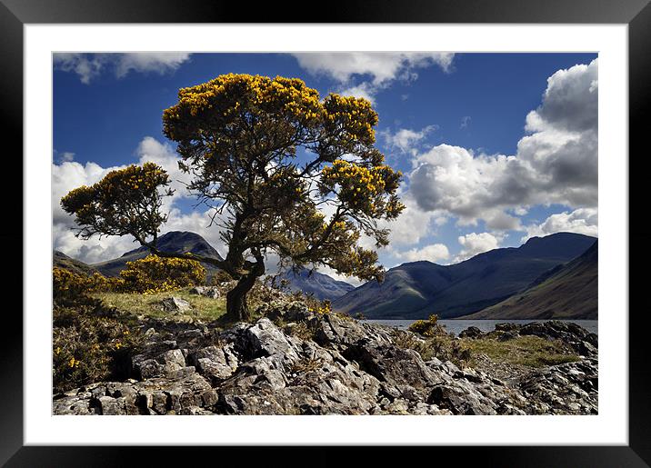 Gorse bush, Wast Water, Lake District, England Framed Mounted Print by Stephen Mole