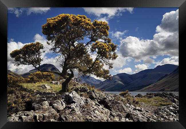 Gorse bush, Wast Water, Lake District, England Framed Print by Stephen Mole