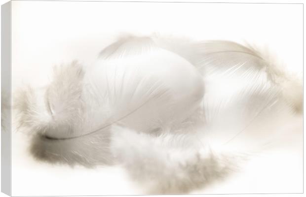 Egg in the feather bed Canvas Print by Dagmar Giers