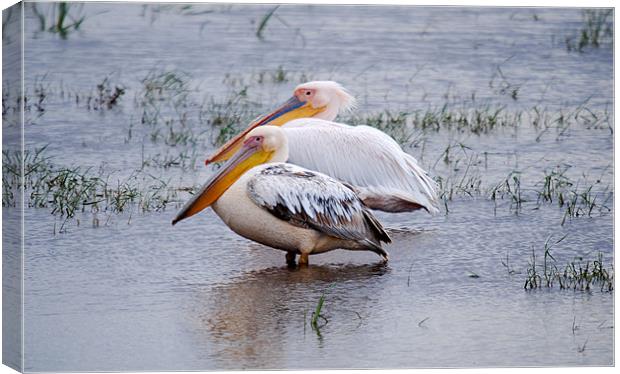 Great White Pelicans in Kenyan wetlands Canvas Print by Simon Marshall