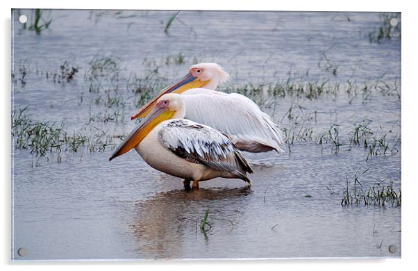 Great White Pelicans in Kenyan wetlands Acrylic by Simon Marshall