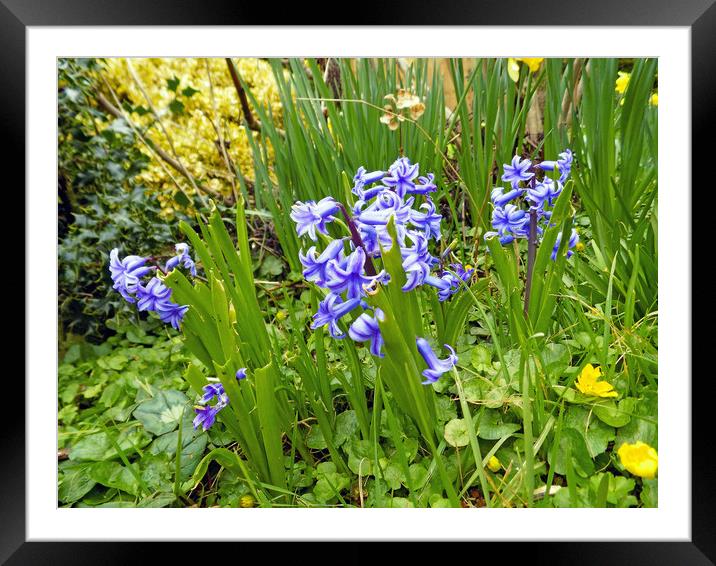 bluebells Framed Mounted Print by paul ratcliffe