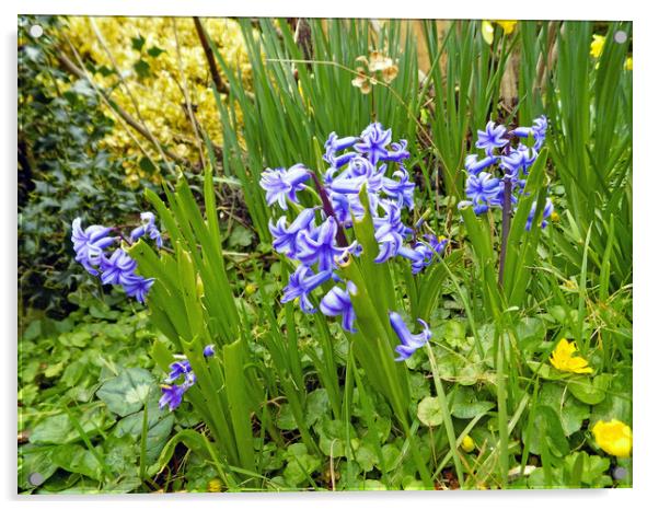 bluebells Acrylic by paul ratcliffe