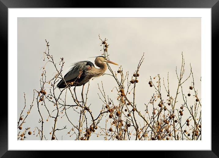 Ruminating Heron Framed Mounted Print by Jerome Cosyn