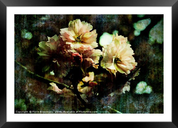 Flowering Cherry Texture  Framed Mounted Print by Florin Birjoveanu