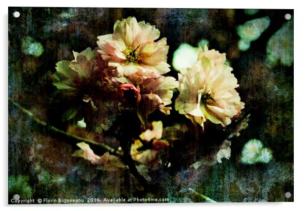 Flowering Cherry Texture  Acrylic by Florin Birjoveanu