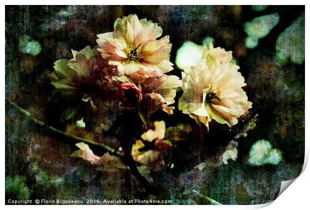 Flowering Cherry Texture  Print by Florin Birjoveanu