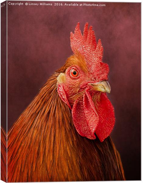 Red Rooster Canvas Print by Linsey Williams