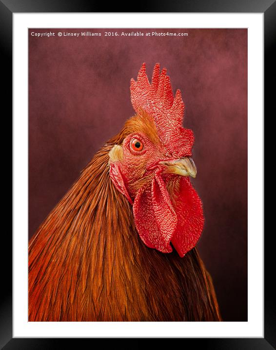 Red Rooster Framed Mounted Print by Linsey Williams