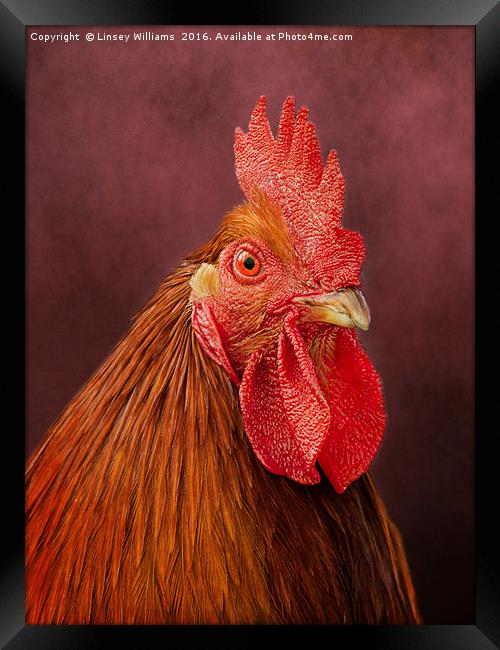 Red Rooster Framed Print by Linsey Williams