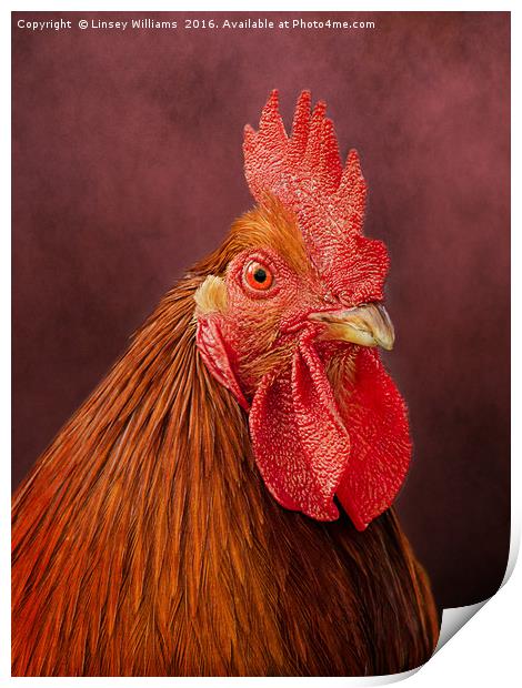 Red Rooster Print by Linsey Williams