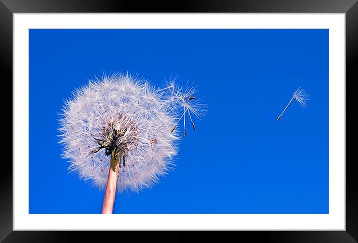 Go Forth and Multiply. Framed Mounted Print by Jim kernan