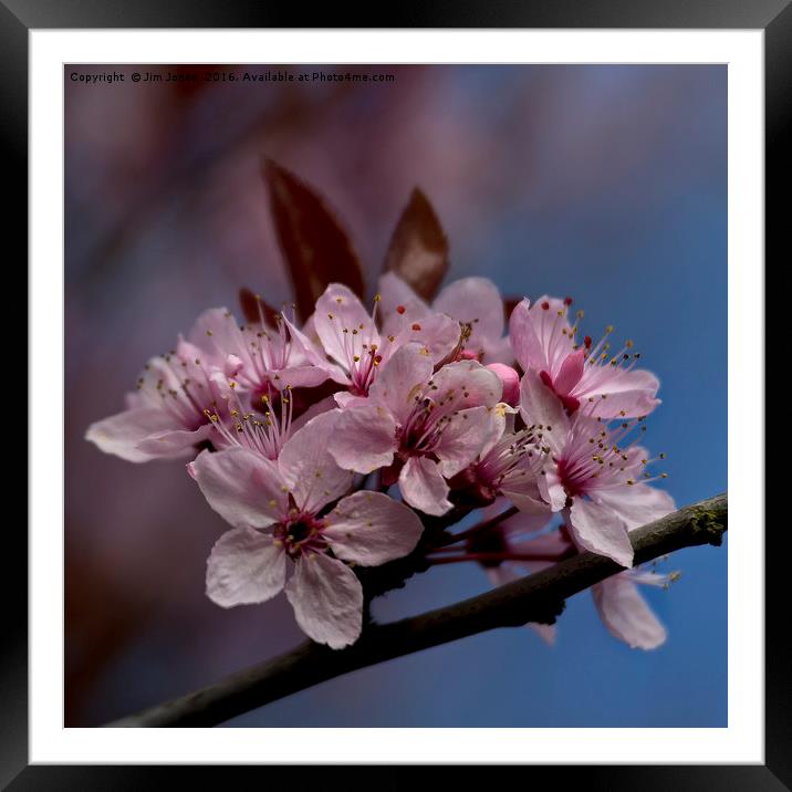 Pastel shades of Spring Framed Mounted Print by Jim Jones