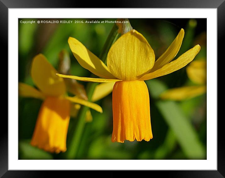 "DAFF DUO" Framed Mounted Print by ROS RIDLEY