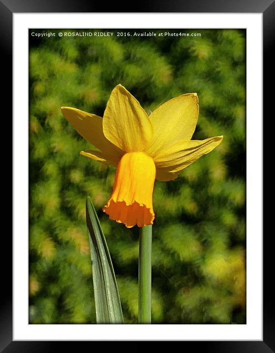 "HAPPY DAFF" Framed Mounted Print by ROS RIDLEY