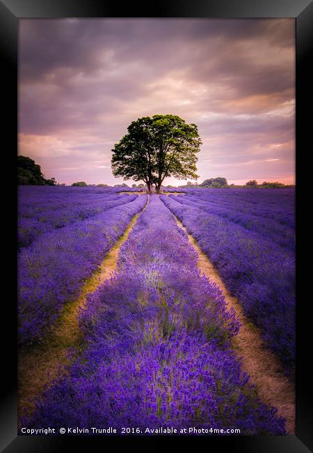 Lavender & Sunlight Framed Print by Kelvin Trundle