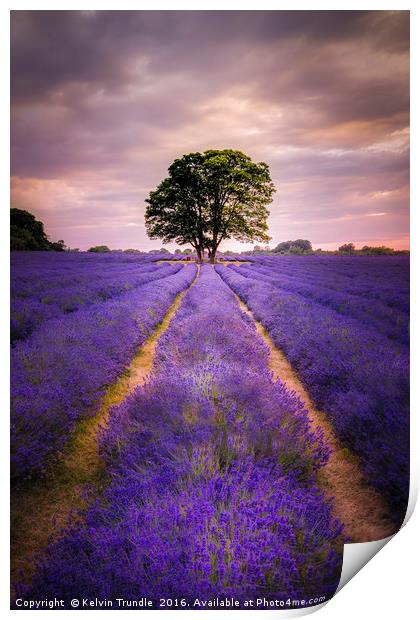 Lavender & Sunlight Print by Kelvin Trundle