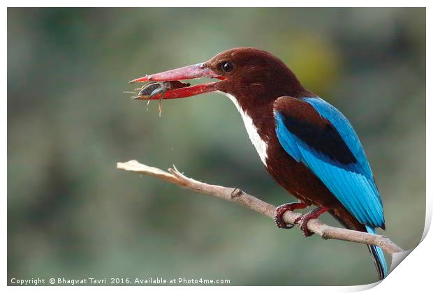 White-throated kingfisher Print by Bhagwat Tavri