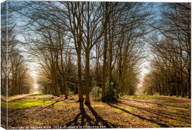 Two paths in Felbrigg Woods Canvas Print by Stephen Mole