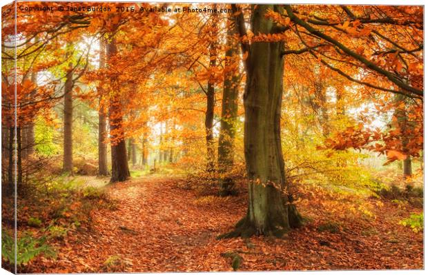 Autumn Woodland Canvas Print by Janet Burdon