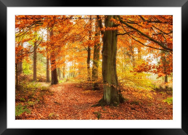 Autumn Woodland Framed Mounted Print by Janet Burdon