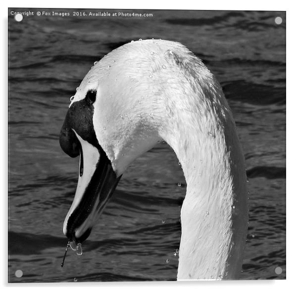 Mute swan Acrylic by Derrick Fox Lomax